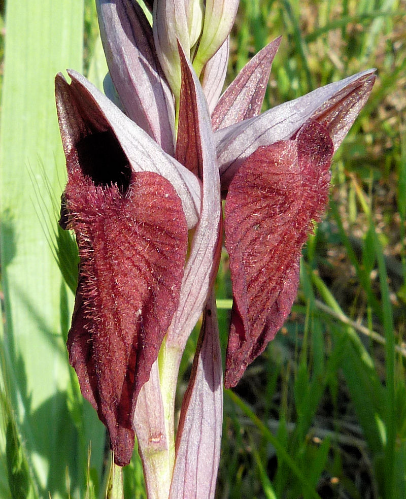 Serapias cordigera